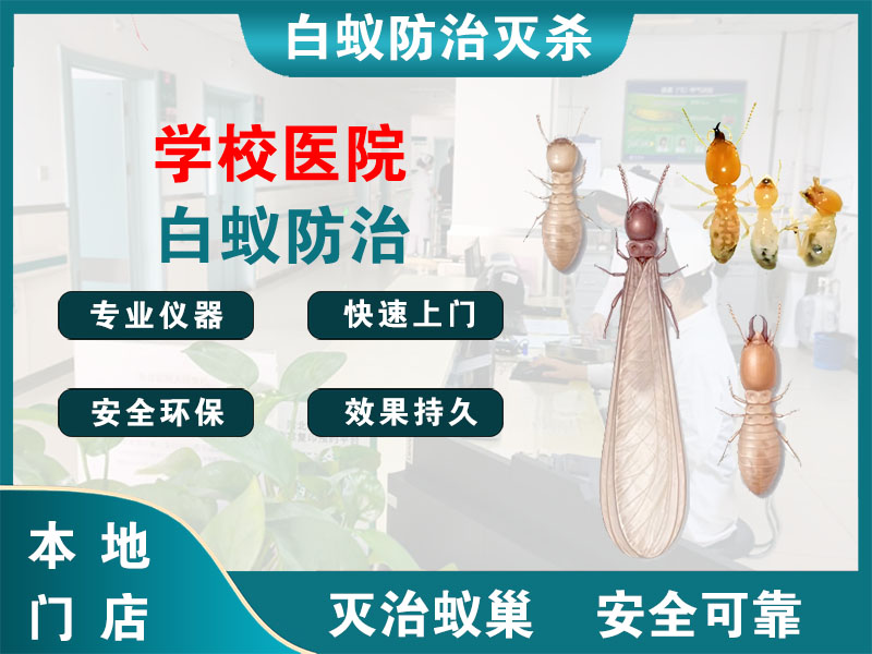 普陀学校医院白蚁防治