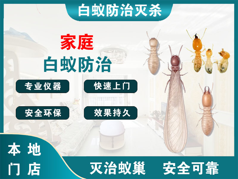 普陀家庭白蚁防治