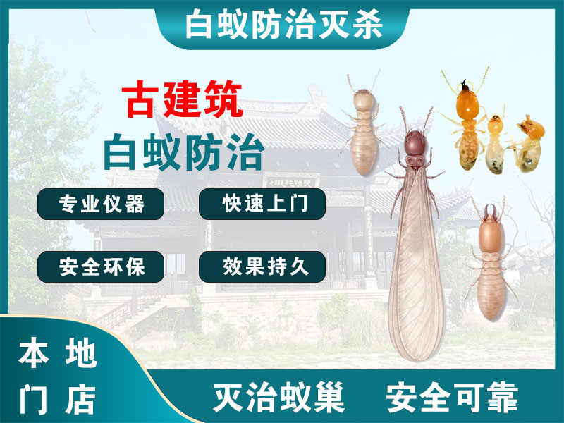 普陀古建筑白蚁防治